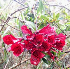 Bomarea formosissima