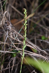 Peristylus tentaculatus