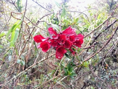 Bomarea formosissima