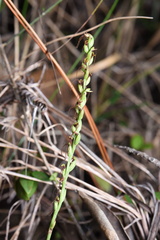 Peristylus tentaculatus