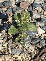 Chenopodiastrum murale