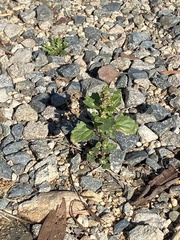 Chenopodiastrum murale