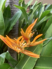 Heliconia psittacorum