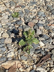 Chenopodiastrum murale