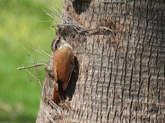 Lepidocolaptes angustirostris