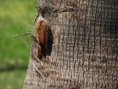 Lepidocolaptes angustirostris