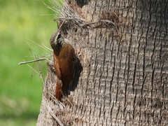 Lepidocolaptes angustirostris