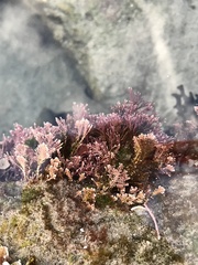 Corallina officinalis