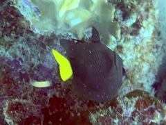 Microspathodon chrysurus