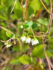 Vaccinium stamineum