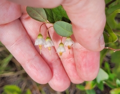 Vaccinium stamineum