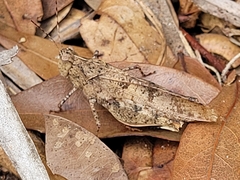 Spharagemon crepitans