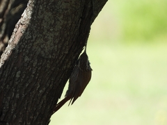 Lepidocolaptes angustirostris