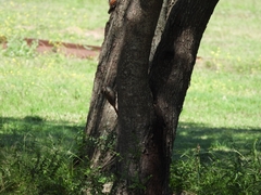 Lepidocolaptes angustirostris