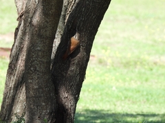 Lepidocolaptes angustirostris