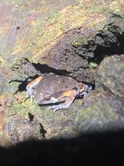 Hypopachus variolosus