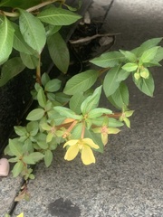Ludwigia octovalvis