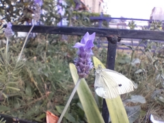 Pieris rapae rapae