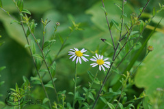 Aster indicus