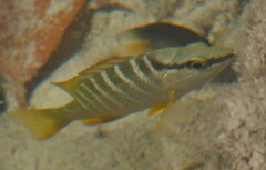 Lutjanus apodus