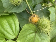 Passiflora foetida