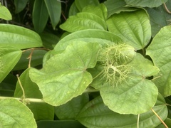 Passiflora foetida