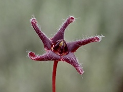 Vincetoxicum lineare