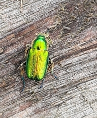 Diphucephala