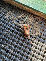 Polistes metricus