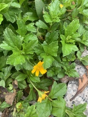 Sphagneticola trilobata