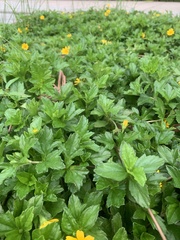 Sphagneticola trilobata