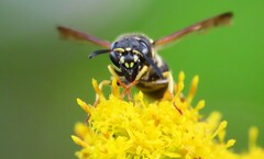 Ancistrocerus catskill