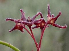 Vincetoxicum lineare