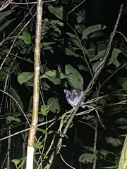 Ototylomys phyllotis