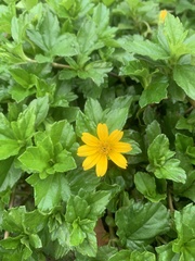 Sphagneticola trilobata