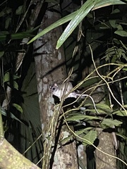 Ototylomys phyllotis