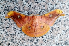 Antheraea frithi