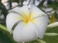 Plumeria obtusa