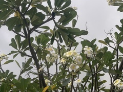 Plumeria obtusa