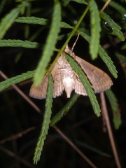 Herpetogramma