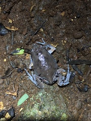 Hypopachus variolosus