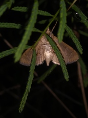 Herpetogramma