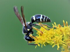 Ancistrocerus catskill