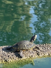Trachemys scripta elegans