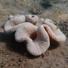 Stichodactyla haddoni