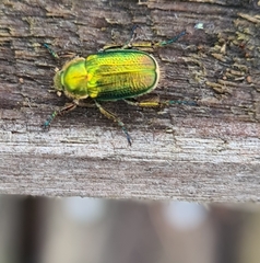 Diphucephala