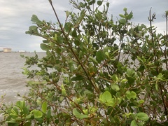 Combretaceae