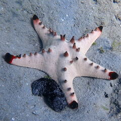 Protoreaster nodosus