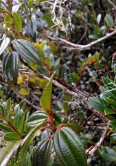 Cavendishia bracteata