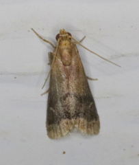 Eulogia ochrifrontella